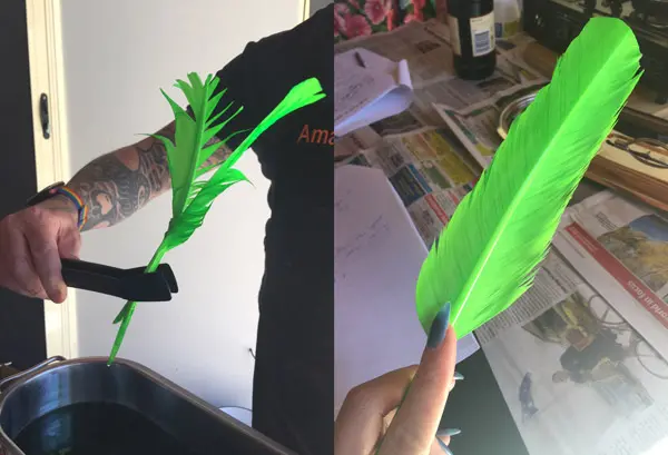 green dyed feathers